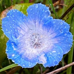 Baby blue eyes with raindrops in China Camp State Park by Harriot Manley